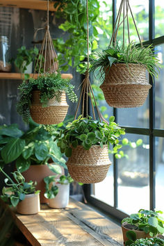 indoor plants