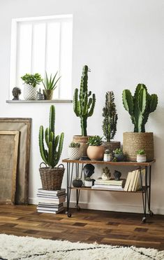 indoor home decor plants